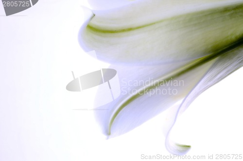 Image of Close up lily