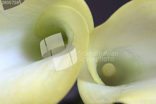 Image of Close up lily 