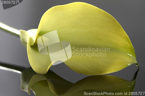 Image of Close up lily water drop