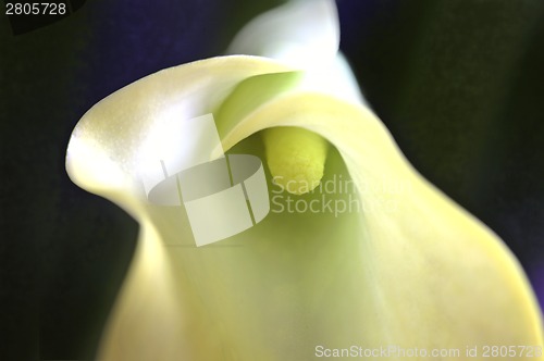 Image of Close up lily water drop