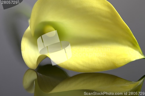 Image of Close up lily water drop