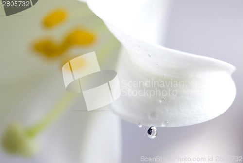Image of Close up lily
