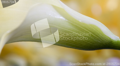 Image of Close up lily