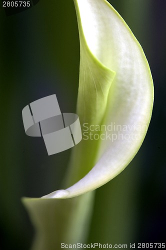 Image of Close up lily