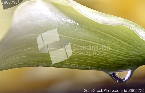 Image of Close up lily water drop