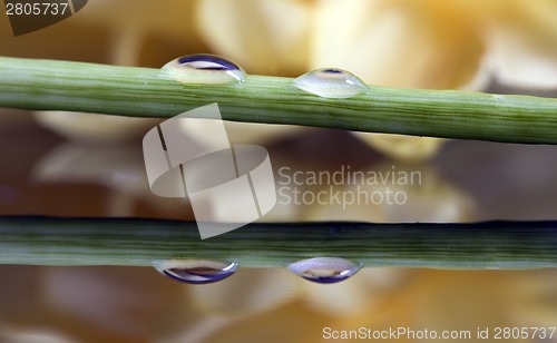 Image of Close up lily water drop