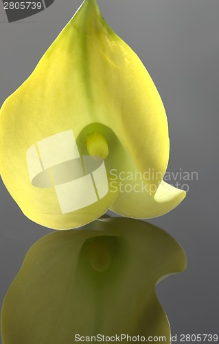 Image of Close up lily water drop