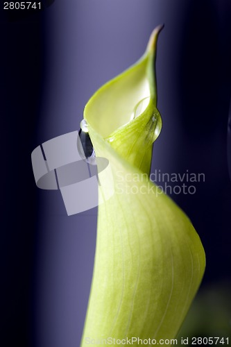 Image of Close up lily water drop