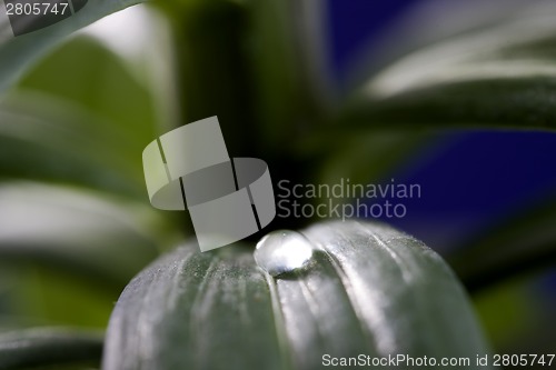 Image of Close Up Water Drop