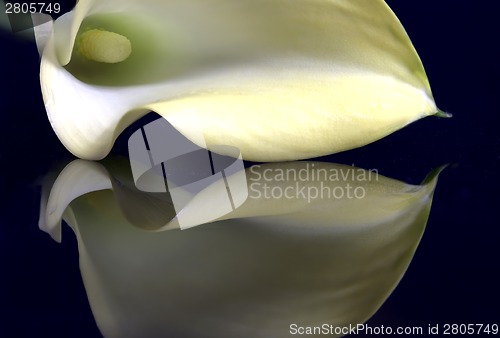 Image of Close up lily water drop