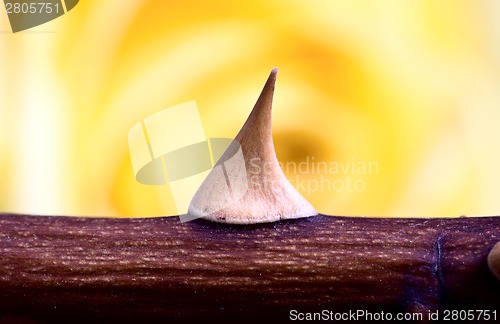 Image of Rose and Thorn Macro close