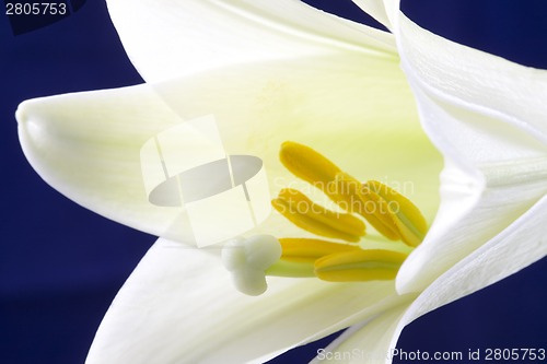 Image of Close up lily