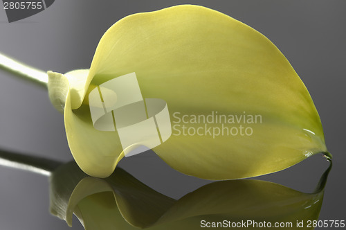 Image of Close up lily
