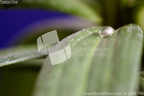 Image of Close Up Water Drop
