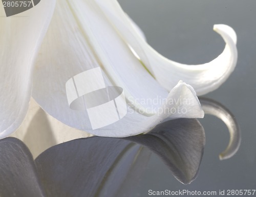 Image of Close up lily