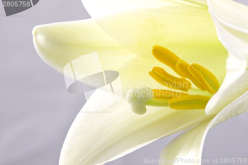 Image of Close up lily