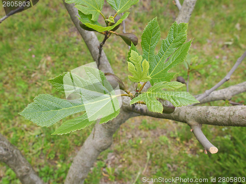 Image of Fig tree leaf