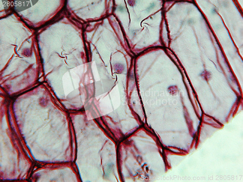 Image of Onion epidermus micrograph