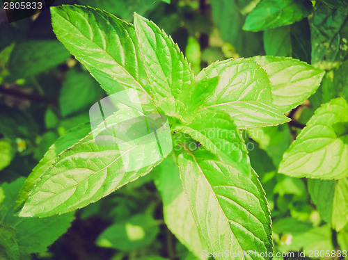 Image of Retro look Peppermint picture