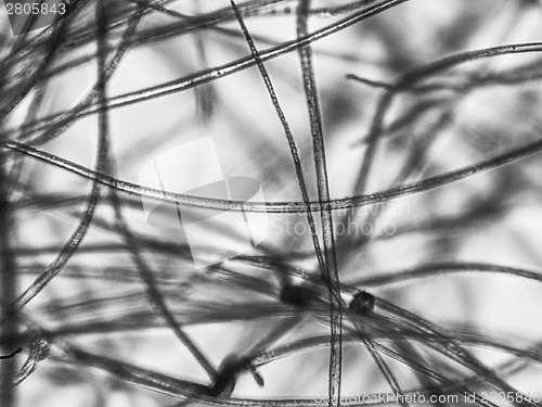 Image of Light micrograph