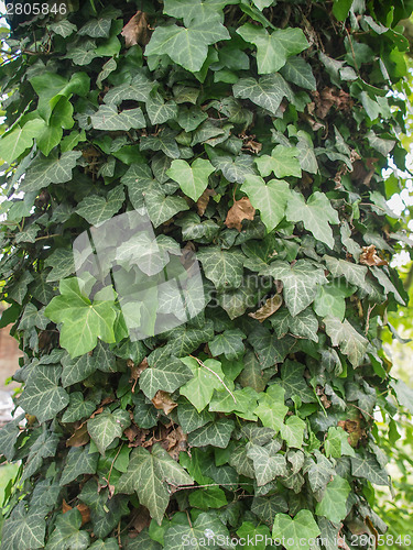 Image of Ivy leaves