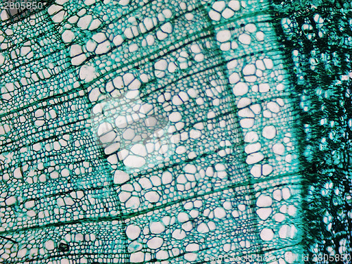 Image of Pine Wood micrograph