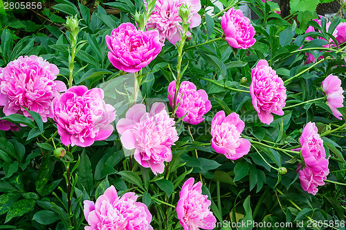 Image of Blossoming peony among green leaves