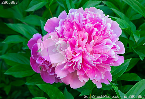 Image of Blossoming peony among green leaves