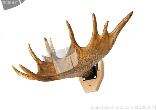 Image of Trophy hunter - elk horn, presented on a white background.