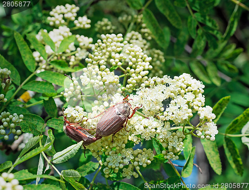 Image of May-bugs eat mountain ash flowers.