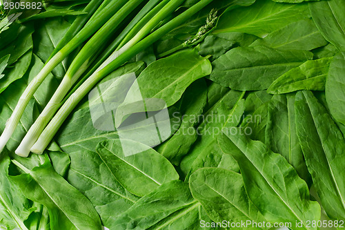 Image of Green onions, parsley and sorrel on a white background