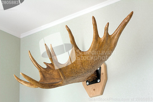 Image of Trophy of the hunter - a horn of an elk. It is presented as an i