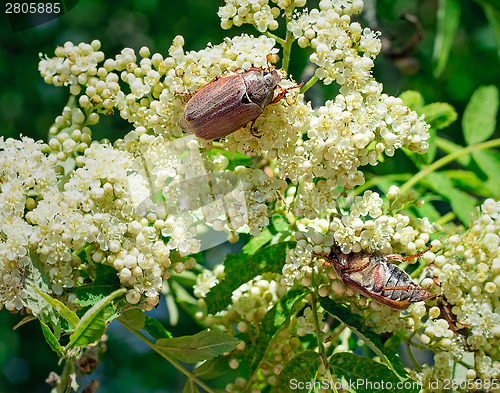 Image of May-bugs eat mountain ash flowers.