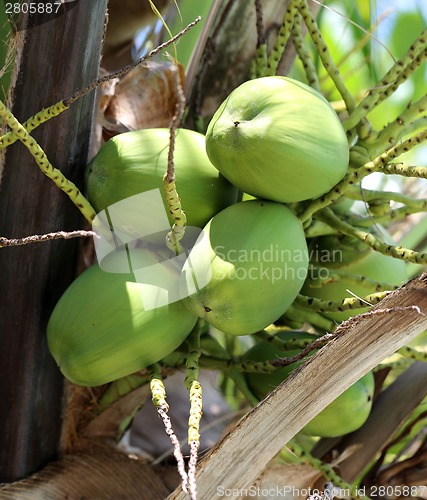 Image of green coconuts