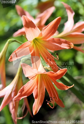 Image of red flower