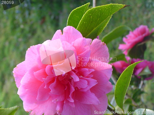 Image of Pink Flower.