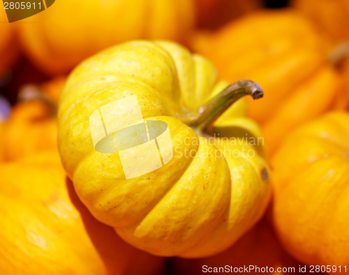 Image of Pumpkin closeup