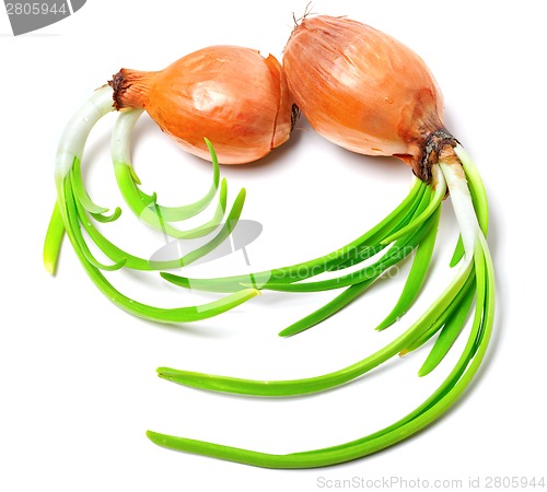 Image of Sprouting onions 