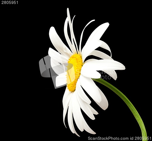 Image of White chamomile on black background