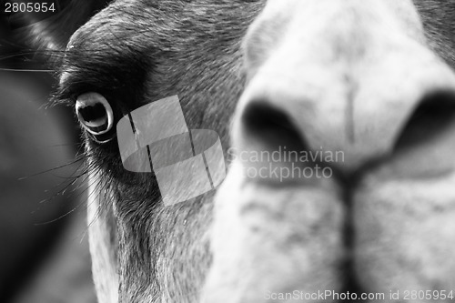 Image of Camel portrait.