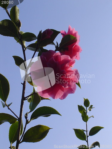 Image of Pink Flower Duo