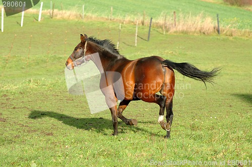 Image of Horse on green grass
