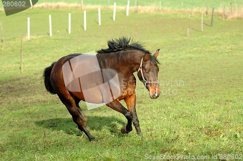 Image of Horse on green grass