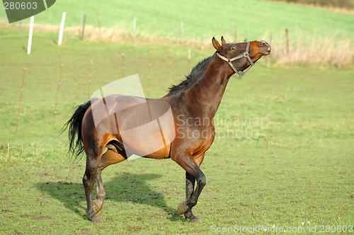 Image of Horse with attitude