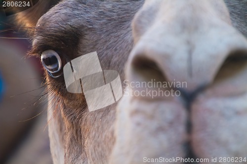 Image of Camel closeup.