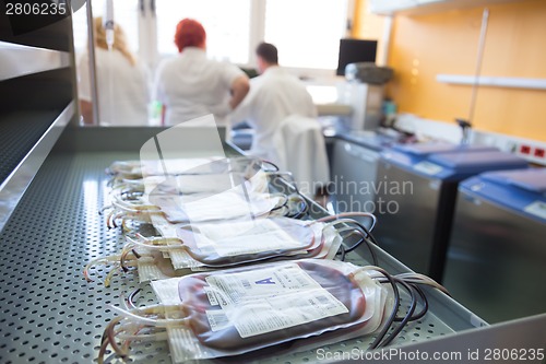 Image of Blood bags in a hematological laboratory.