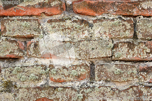 Image of detail of moss on ancient wall