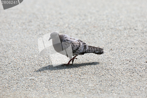 Image of juvenile feral pigeon