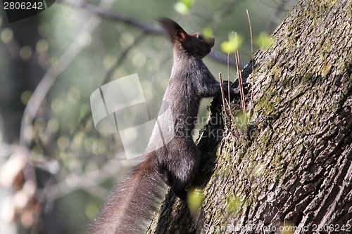 Image of wild squirrel