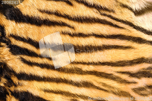 Image of wild feline  textured fur